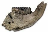 Southern Mammoth Partial Mandible with M Molar - Hungary #337194-5